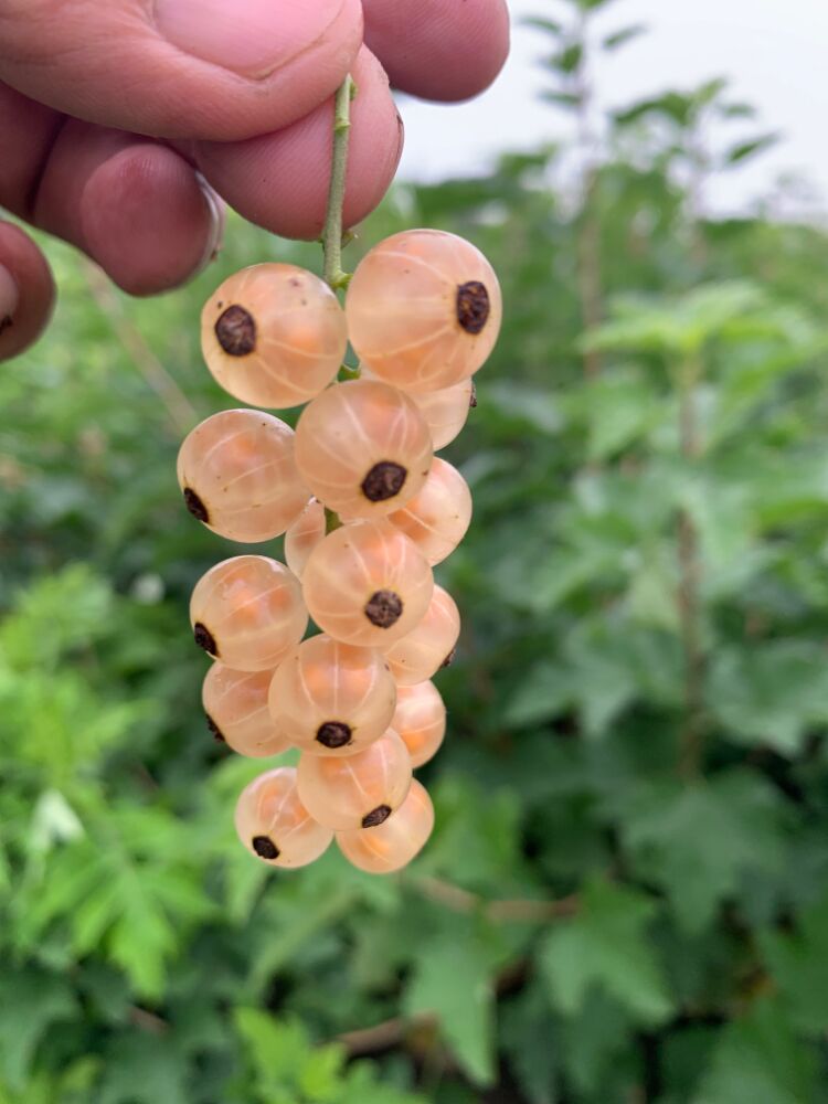 白加仑果树苗醋栗小高15厘米