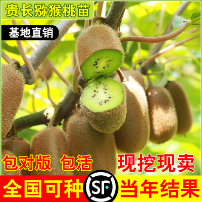 修文贵长猕猴桃树苗嫁接绿