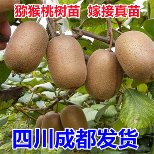 四川红心猕猴桃树苗南方北方种植嫁接水果树盆栽地栽软枣猕猴桃苗