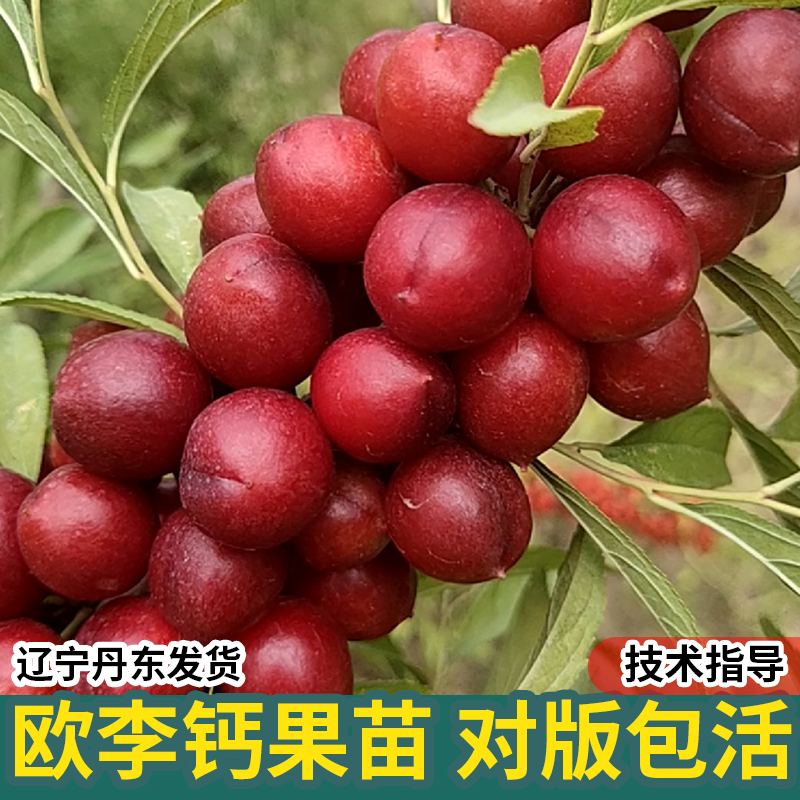 钙果苗欧李农大超紫冠结鲜食