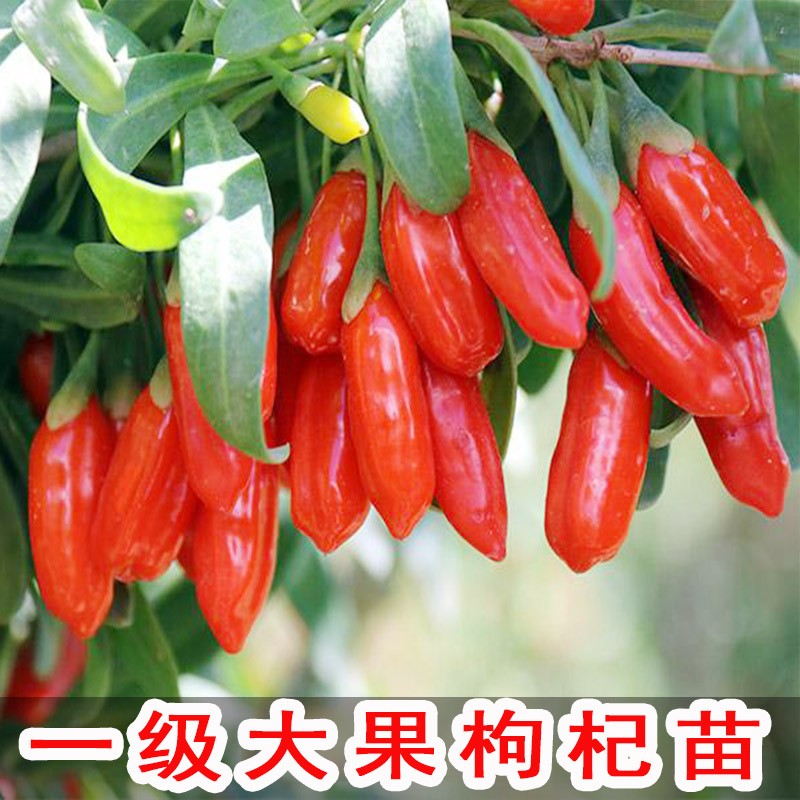 可食用大果枸杞苗盆栽地栽大叶红黑枸杞苗南方北方种植庭院果树苗