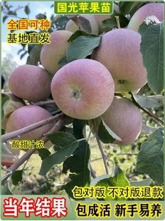 老品种国光苹果树苗嫁接耐寒脆甜小国光苹果苗庭院盆栽地栽果树苗