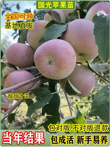 老品种国光苹果树苗嫁接耐寒