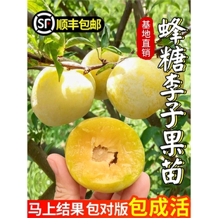 蜂糖李子树苗新品种嫁接脱骨青脆李子果树苗南北方种植三华李树苗