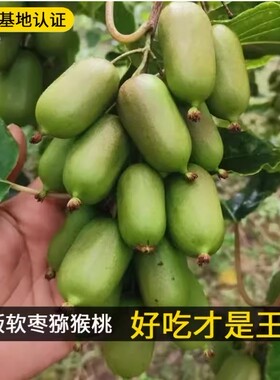 龙城二号软枣猕猴桃树苗盆栽