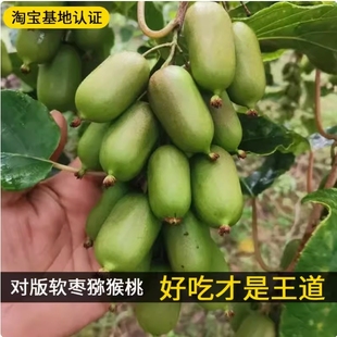 龙城二号软枣猕猴桃树苗盆栽地栽软枣子果苗南方北方种植当年结果