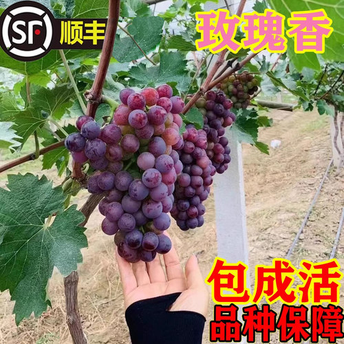 无核玫瑰香葡萄苗树南北方