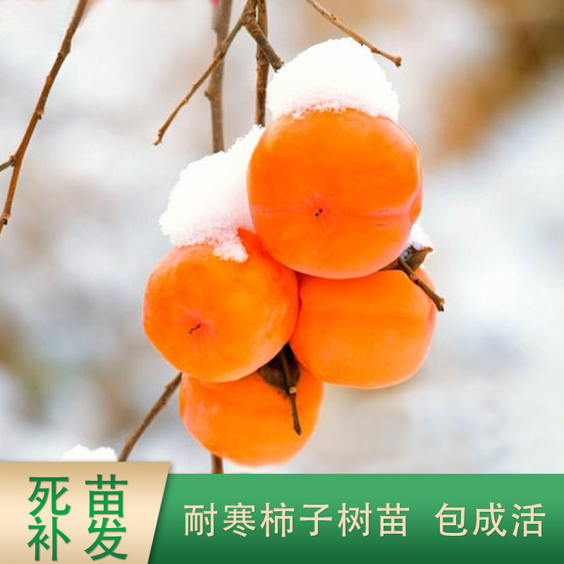 东北雪柿子树苗冬季成熟柿子观赏盆栽地栽嫁接柿子果树苗当年结果