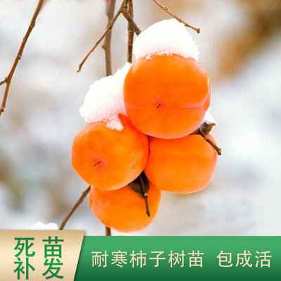 东北雪柿子树苗冬季成熟观赏