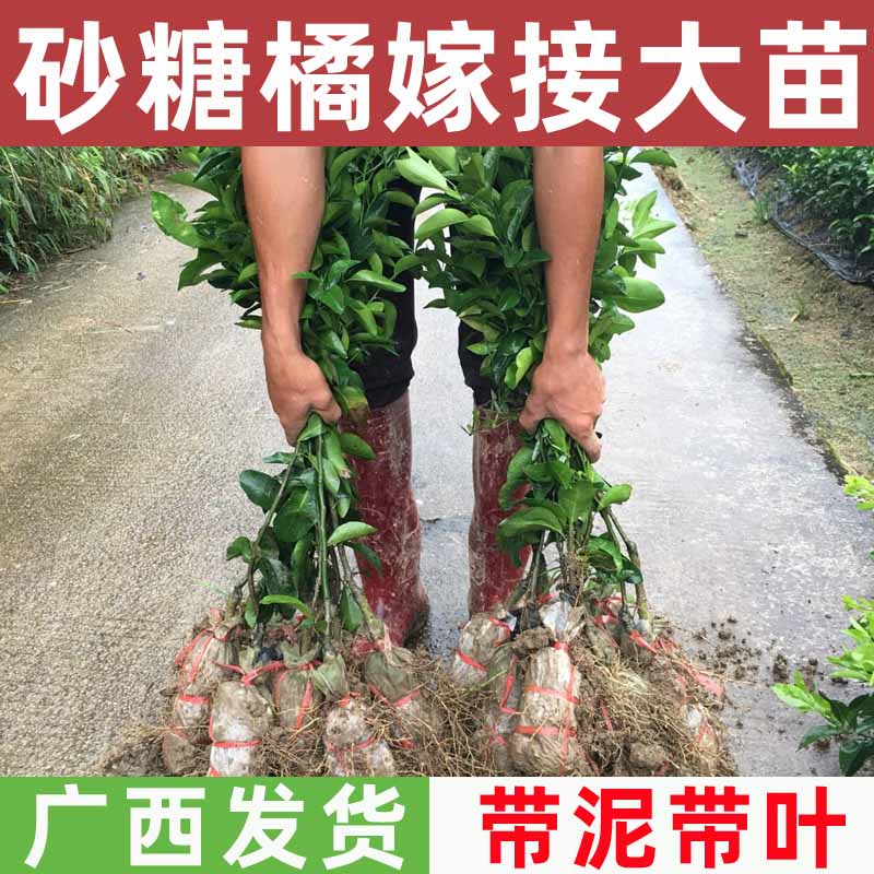 沙糖桔子树苗嫁接砂糖橘树苗水果苗盆栽南方种植橘子树苗柑橘果树