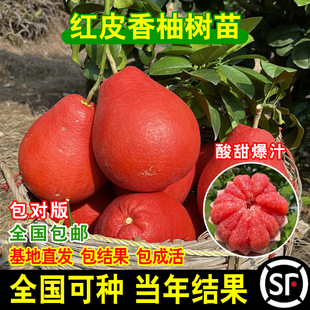 暹罗红柚苗 红皮香柚树苗 水果柚子嫁接苗带土带叶地栽庭院种植