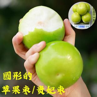 嫁接枣子苗 苹果枣树苗 台湾大青枣树苗牛奶枣苗南方北方种植果树