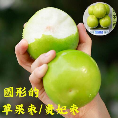 嫁接枣子苗苹果树台湾大青牛