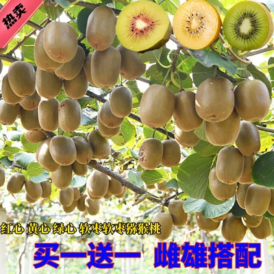 猕猴桃树果苗嫁接徐香红心软