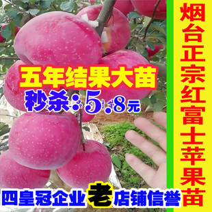 种红富士特大冰糖心红肉南北方种植地栽当年结果 烟台苹果树苗新品