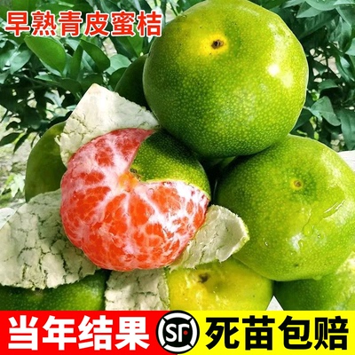 特早熟蜜桔树苗日南一号柑