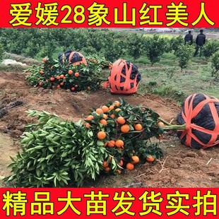 正宗爱媛28号 象山红美人爱媛38 甘平柑桔橘子苗嫁接桔子树苗带土