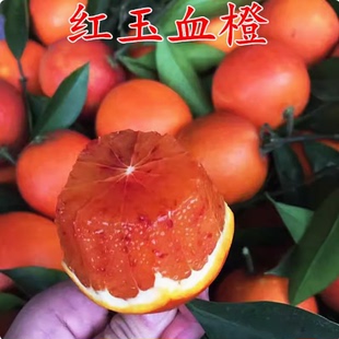 红肉脐橙苗 红玉血橙树苗 嫁接橙子苗 路比血橙盆栽地栽当年结果