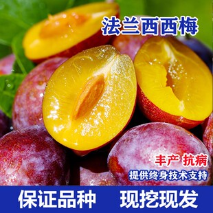 法兰西西梅苗李子耐寒新疆西梅树树苗盆栽庭院南方北方抗寒果树苗
