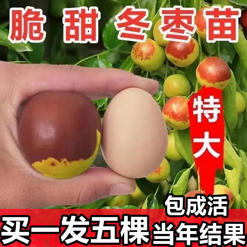 枣树活苗北方南方大枣超甜特大庭院嫁接冬枣地栽果树果苗当年结果