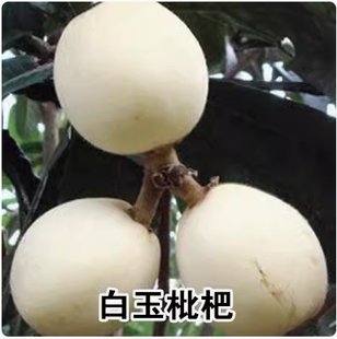 正宗白玉枇杷树苗白沙枇杷苗大五星枇杷苗特大枇杷树苗南北方种植