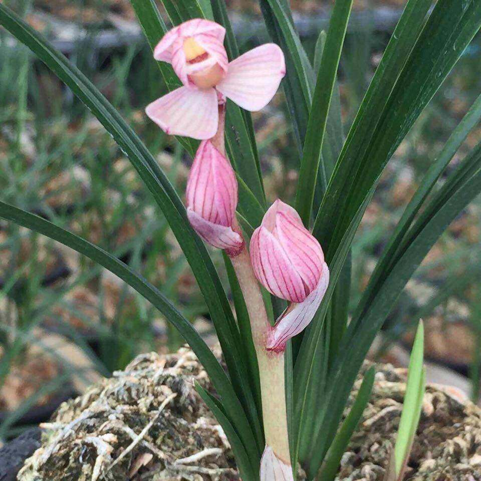 包邮当年开花兰花苗莲瓣兰 童面玲珑 阳台花卉兰花盆栽自然种植