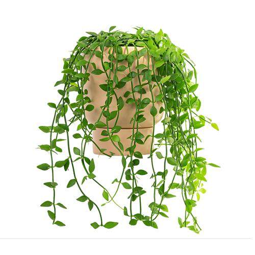 金边翡翠恋吊兰盆栽爱之蔓多肉植物室内好养悬挂垂吊爬藤网红绿植