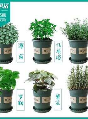 Parsley pot French parsley Parsley Parsley Parsley Fresh par