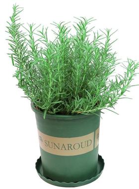 basil plants herbs mint rosemary thyme, spices Edible plant