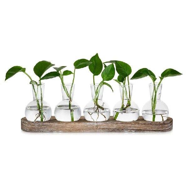 Propagation Station Glass Vases Decoration: 5 Plants