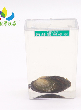 43051型 河蚌浸制生物标本 小学初中生物 学校教具器材教学仪器