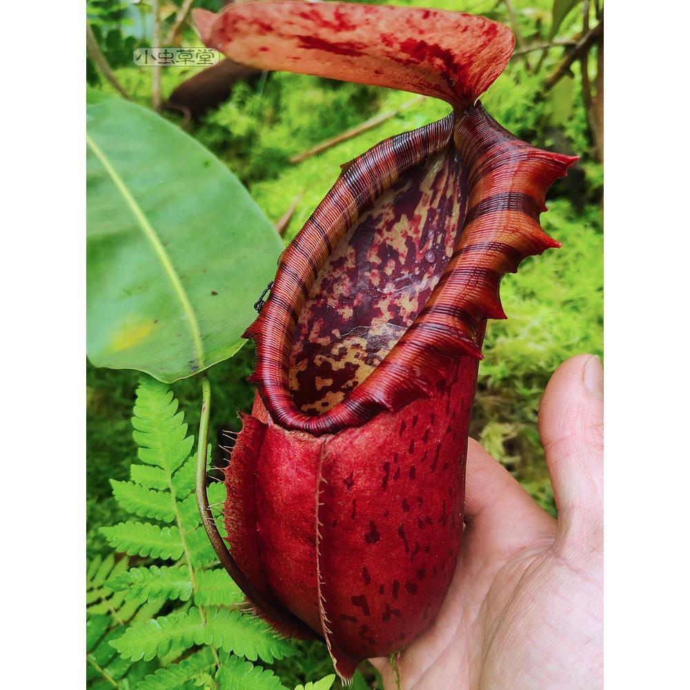诺斯猪笼草 捕蝇草食虫植物盆栽血腥玛丽室内捕蚊草驱蚊奇趣绿植