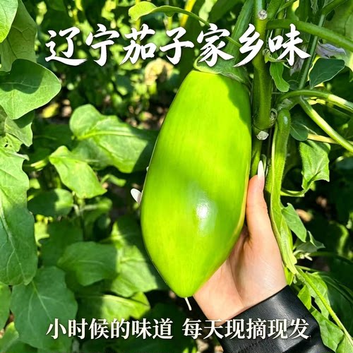 茄子新鲜现摘现发自种老品种东北辽宁鞍山黑土地面包薄皮嫩绿茄子