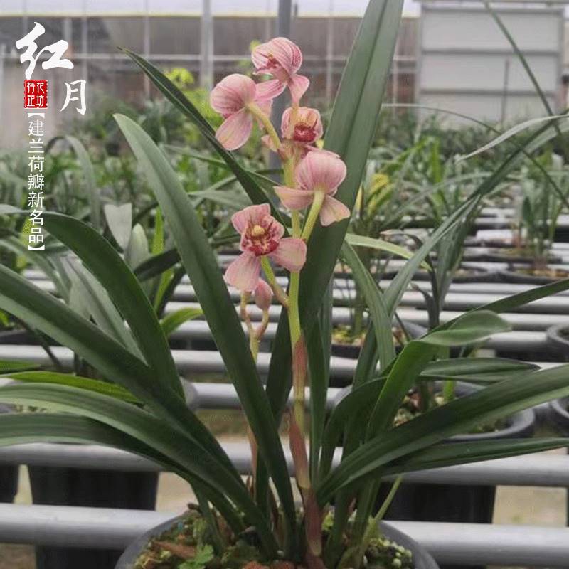 建兰新品种红月四夏季兰花苗带花苞客厅阳台窗台花卉植物盆栽浓香