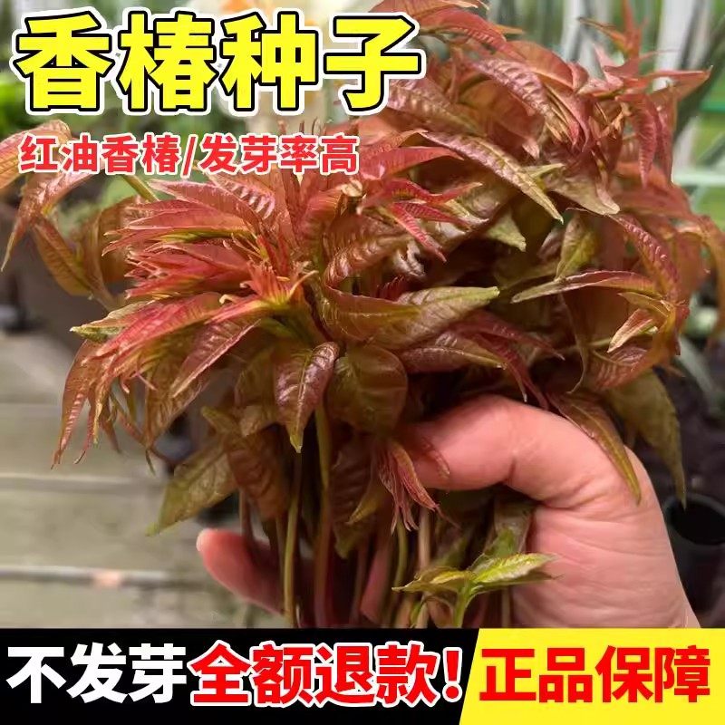 速生红油香椿种子籽四季香椿芽苗菜种籽香菜新鲜蔬菜庭院生菜种孑,鲜花速递/花卉仿真/绿植园艺,家庭园艺种子,淘宝优惠券,粉丝福利购,淘宝优惠卷