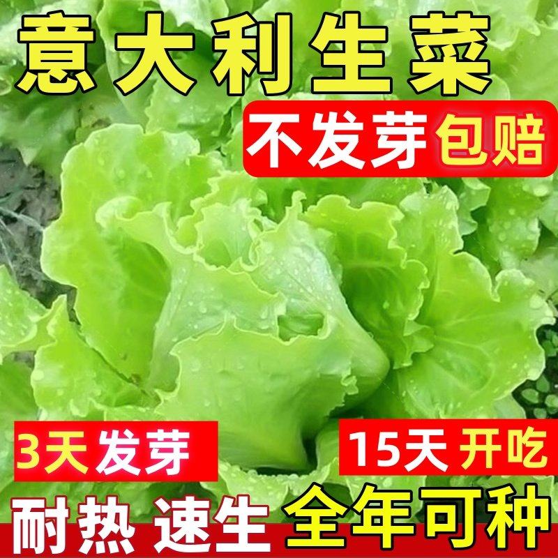 生菜种子意大利生菜奶油生菜四季耐热易活南北方阳台种植水培盆栽,鲜花速递/花卉仿真/绿植园艺,家庭园艺种子,淘宝优惠券,粉丝福利购,淘宝优惠卷