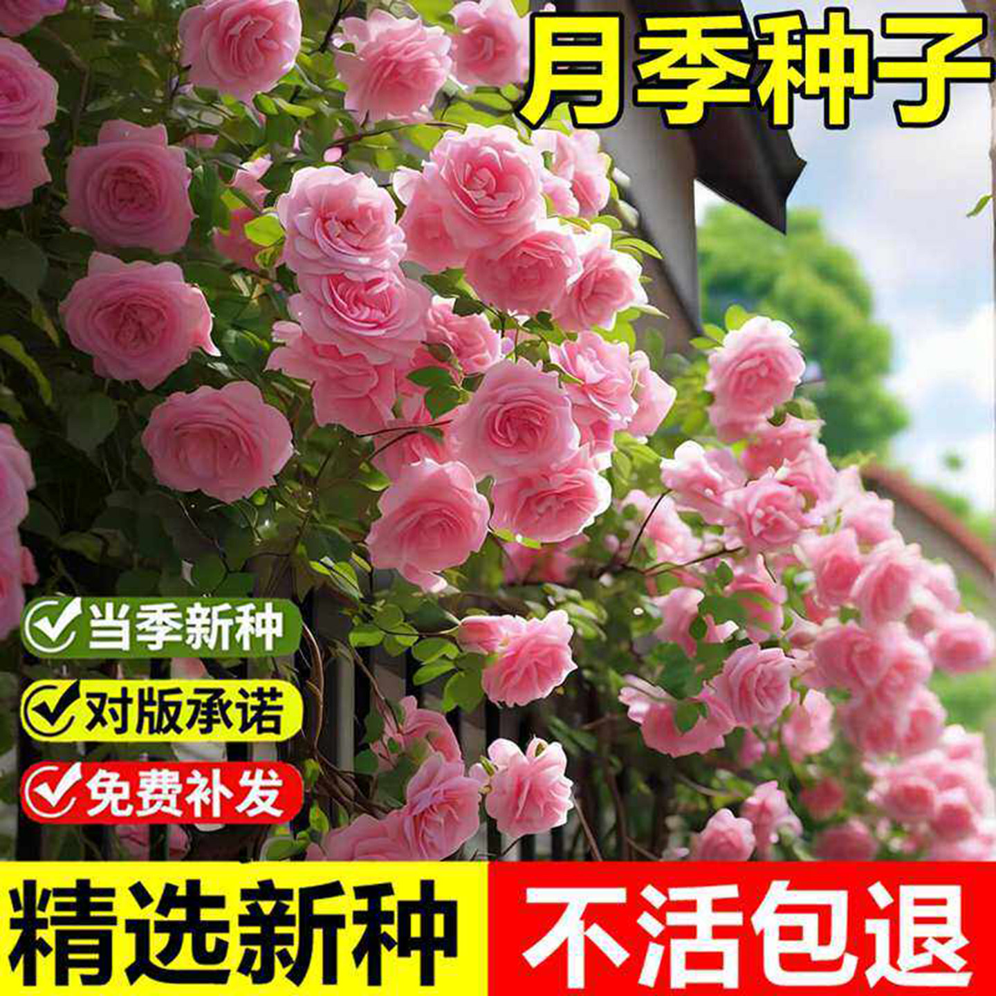 爬藤月季花种子爬墙造型易种花卉花籽室外花种新手开花植物花种子