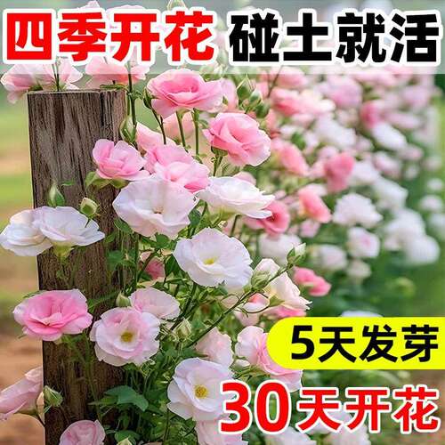 好养易活荷兰重瓣洋桔梗花种籽