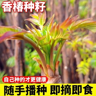 速生红油香椿种子籽四季香椿芽苗菜种籽香菜新鲜蔬菜庭院生菜种孑