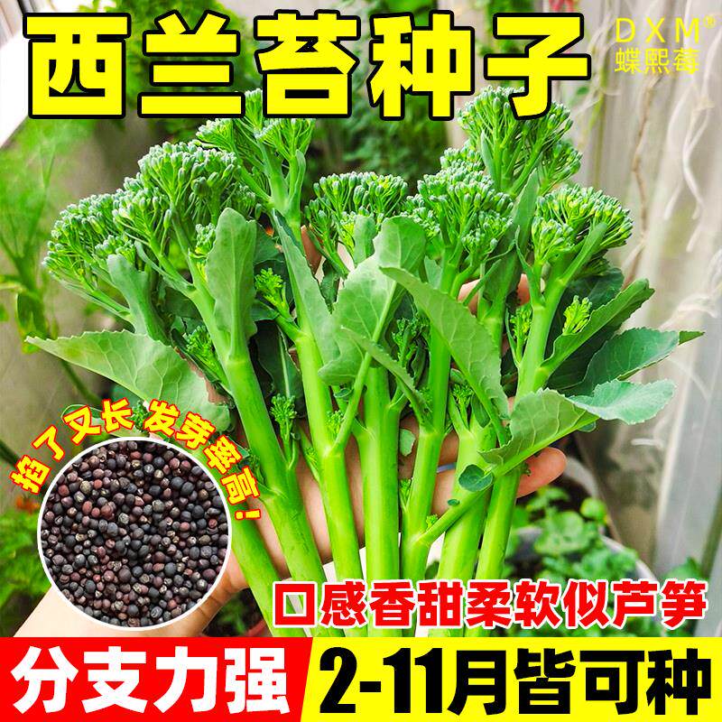 西兰苔种子芥兰种籽西兰花有机四季菜苔芥兰菜心阳台盆栽蔬菜种孑