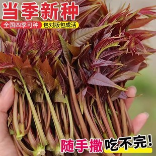 速生红油香椿种子籽四季香椿芽苗菜种籽香菜新鲜蔬菜庭院生菜种孑