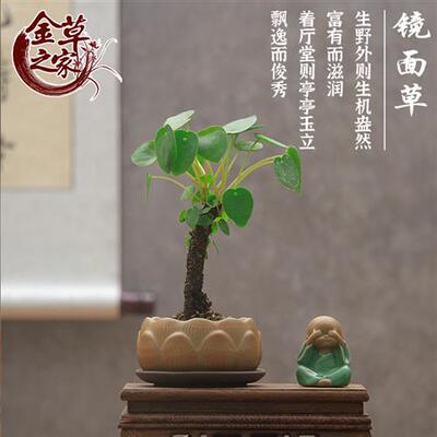 禅意盆栽镜面草多肉植物吸毒草金线老桩铜钱草爬藤植物室内绿植