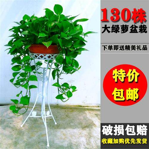 大盆绿萝长藤垂吊盆栽室内新房净化空气大叶水培绿植除甲醛好养