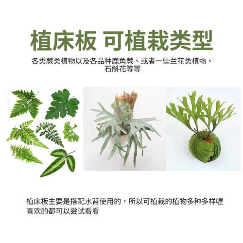 加厚鹿角蕨板植床板石斛