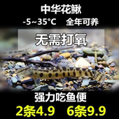 中华花鳅鱼 吃残渣鱼粪皮实好养 工具鱼清洁鱼 中国原生鱼 冷水鱼