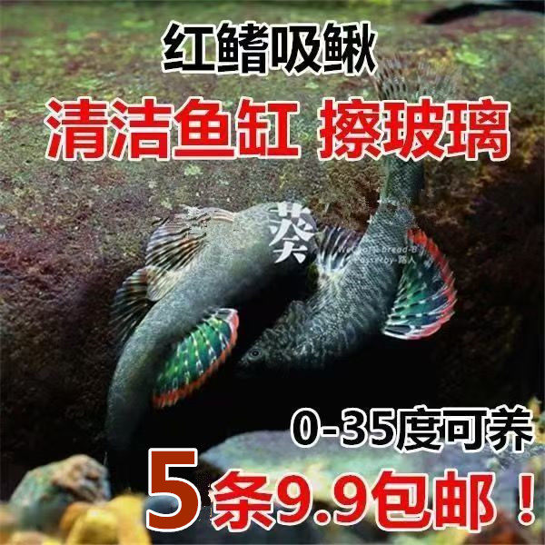 红鳍吸鳅 彩虹鳍 冷水清道夫 麦氏吸鳅 清洁鱼 擦玻璃 吃垃圾包邮