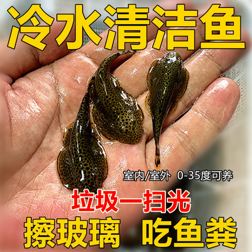 正宗贵州爬岩鳅冷水清洁鱼淡水
