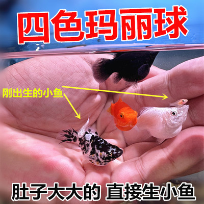 直接生四色玛丽球鱼怀孕母鱼