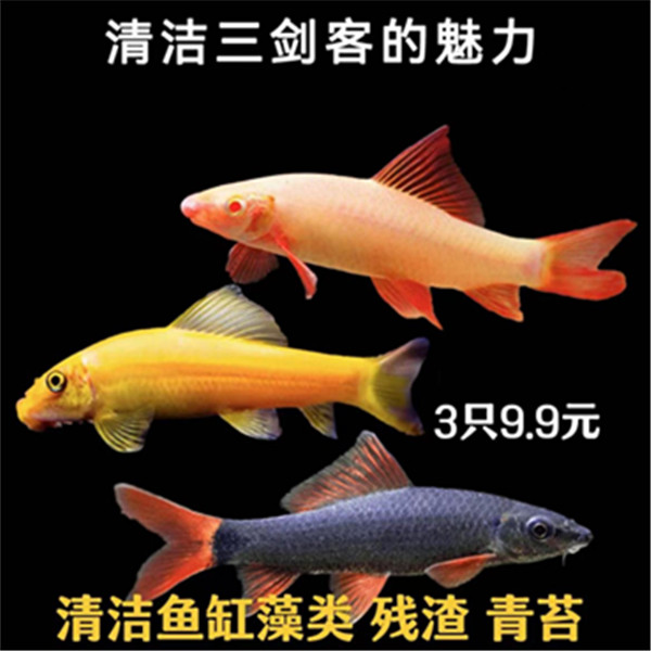 清洁三剑客 清洁鱼 彩虹鲨 黄金鲨  粉鲨 金苔鼠 吃鱼便 工具鱼