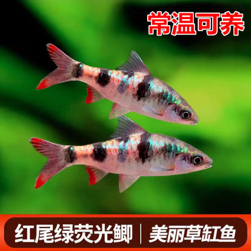 红尾绿荧光鲫 钻石鲫 紫红两点鲫淡水观赏鱼大帆钻石彩虹鲫活体鱼